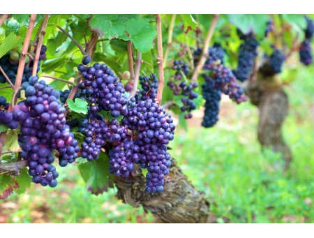 Castúo Wines: Nueva bodega disponible en Los Vinos de Extremadura